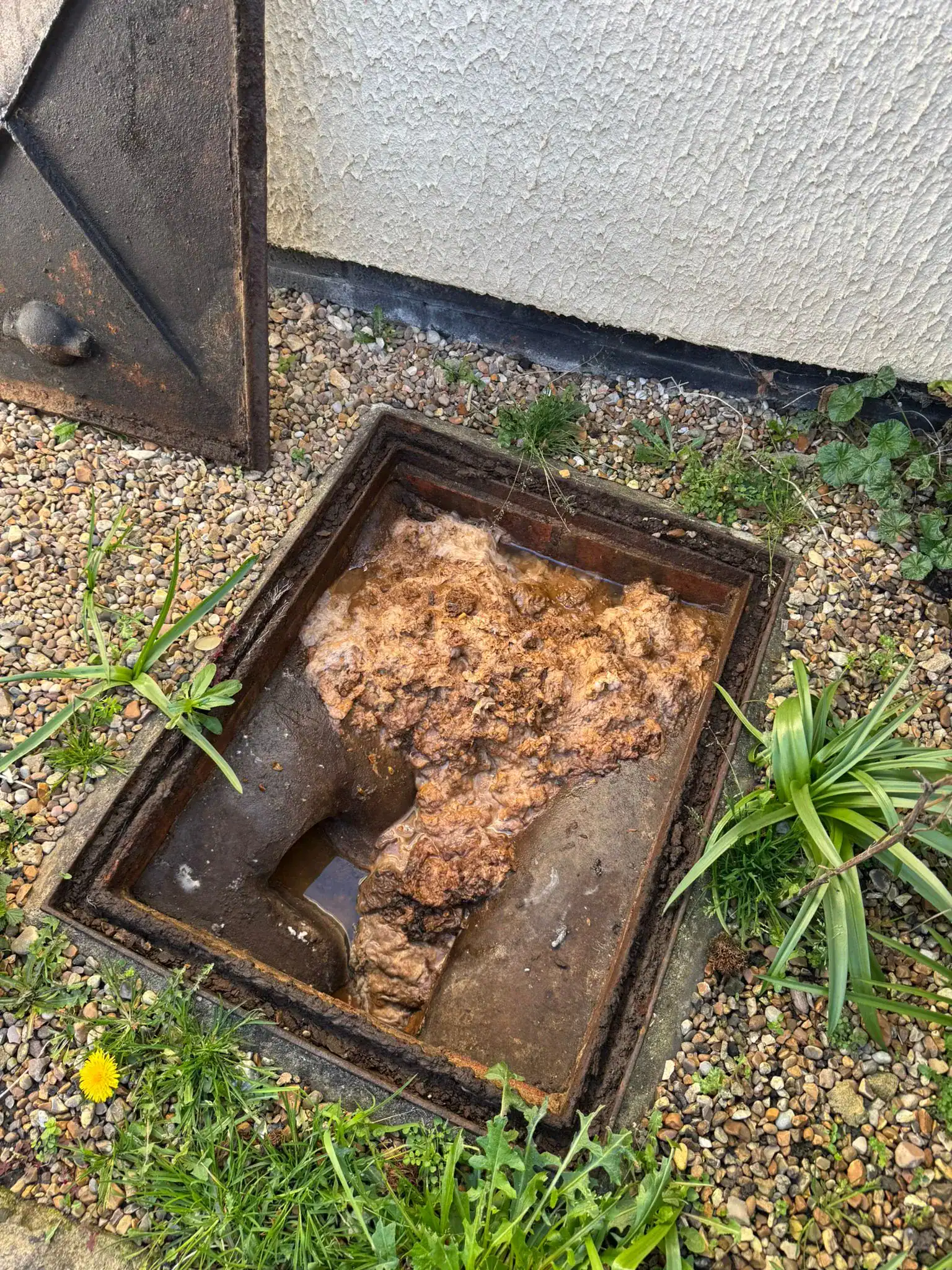 Grease Trap Management King's Lynn, commercial grease trap with accumulated fats, oils and grease before professional cleaning by AM Waste Management.