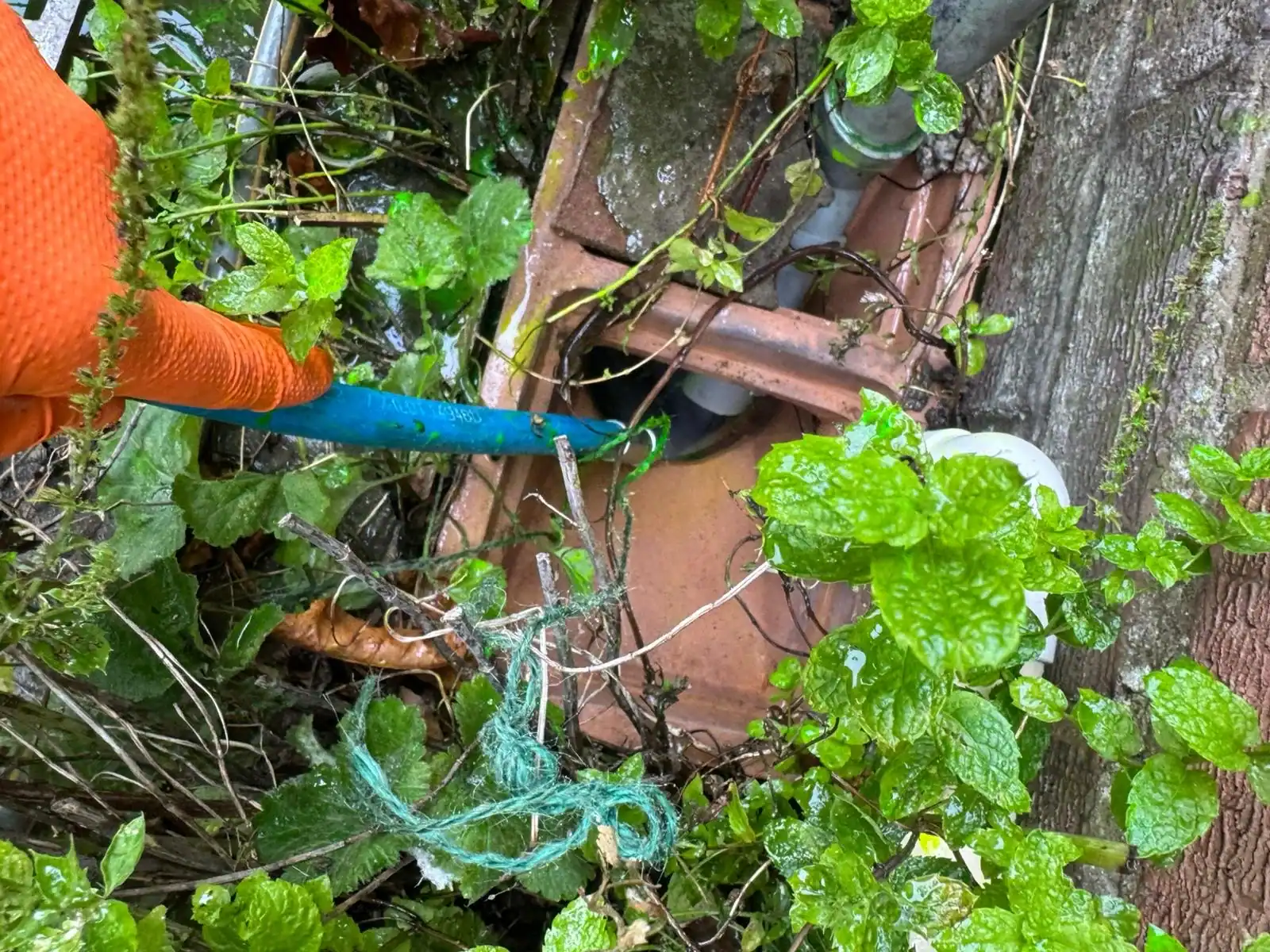 Drain jetting hose being fed into external pipework during emergency drain unblocking in Setchey.